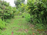 Planting line (2)